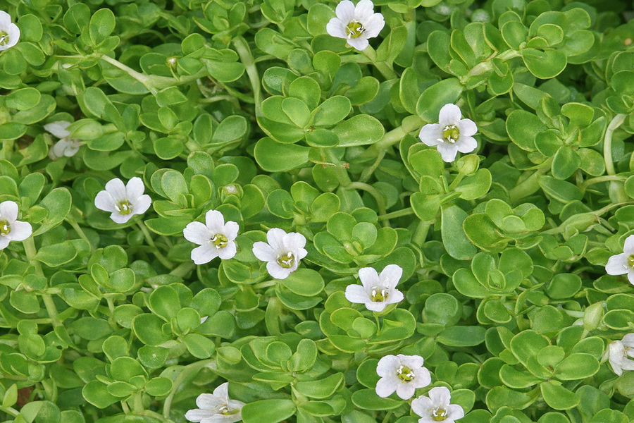 Bacopa Monnieri
