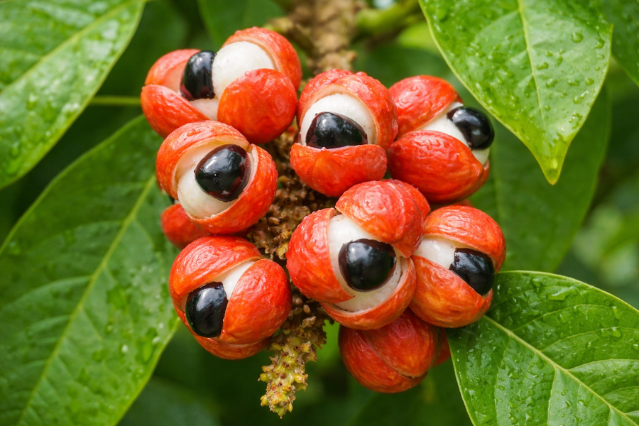 Extrait de guarana (caféine naturelle)