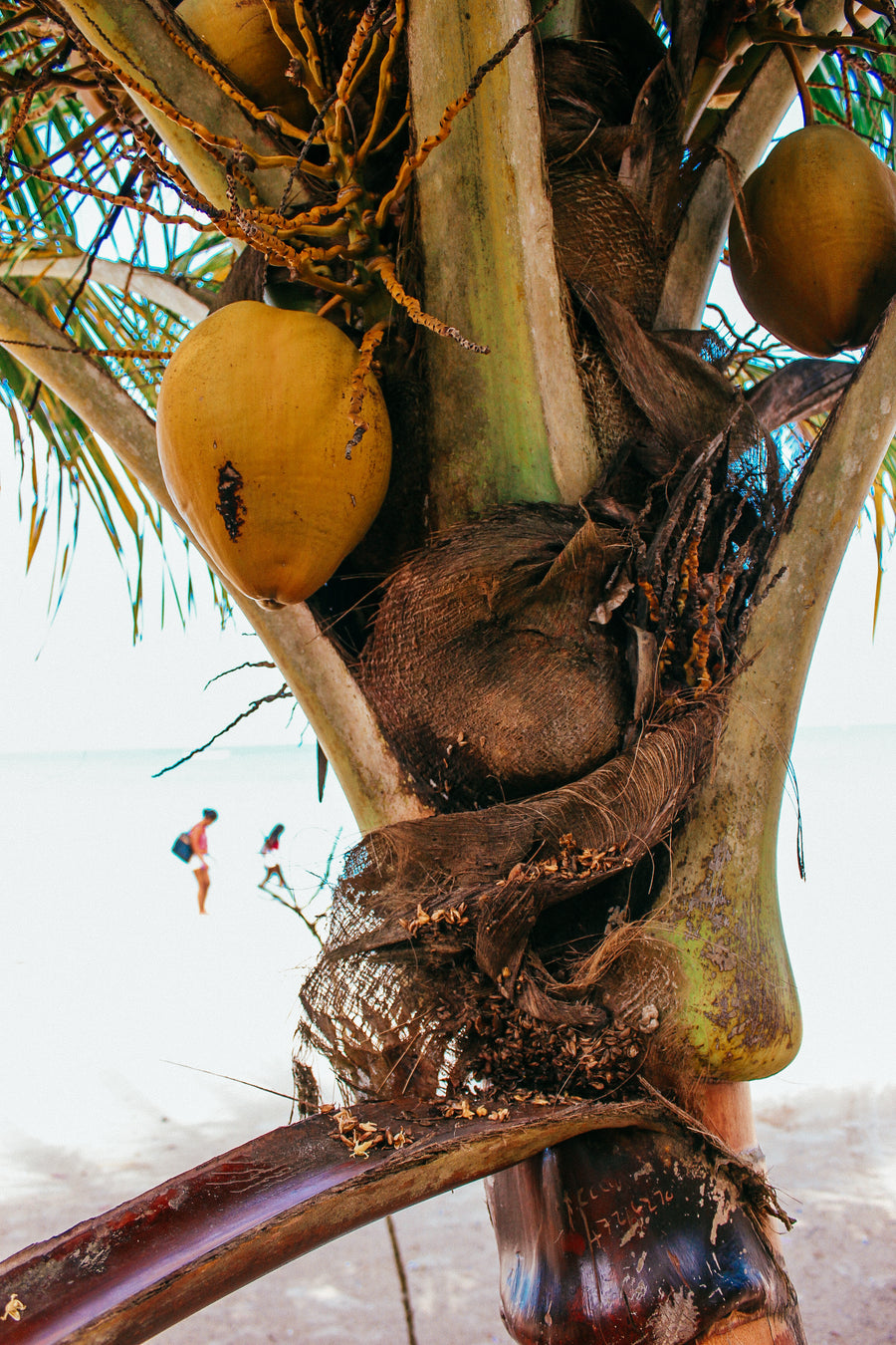 Coconut Oil
